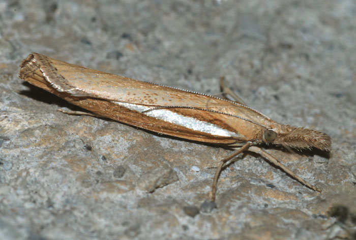 Crambidae ? da ID